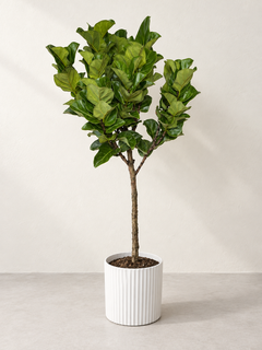 10" Ficus Little Fiddle Leaf Fig