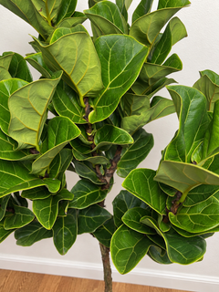 10" Ficus Little Fiddle Leaf Fig