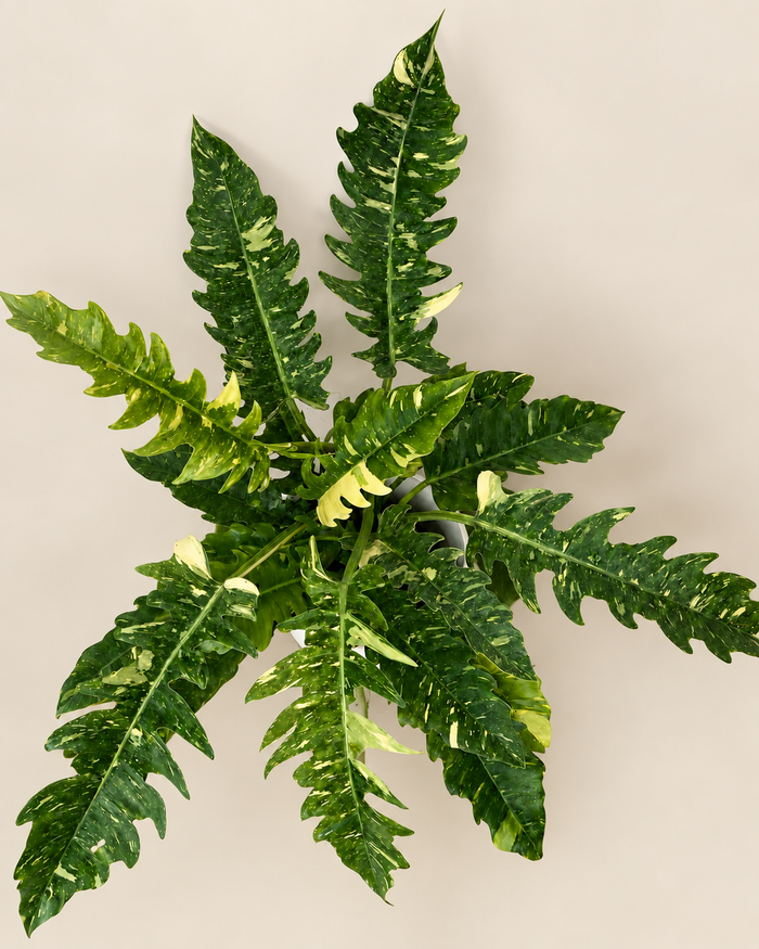 8" Philodendron Ring of Fire