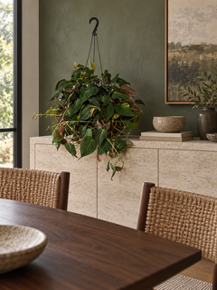 8-inch Philodendron Micans hanging basket in a dining room