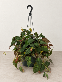 8-inch Philodendron Micans hanging basket