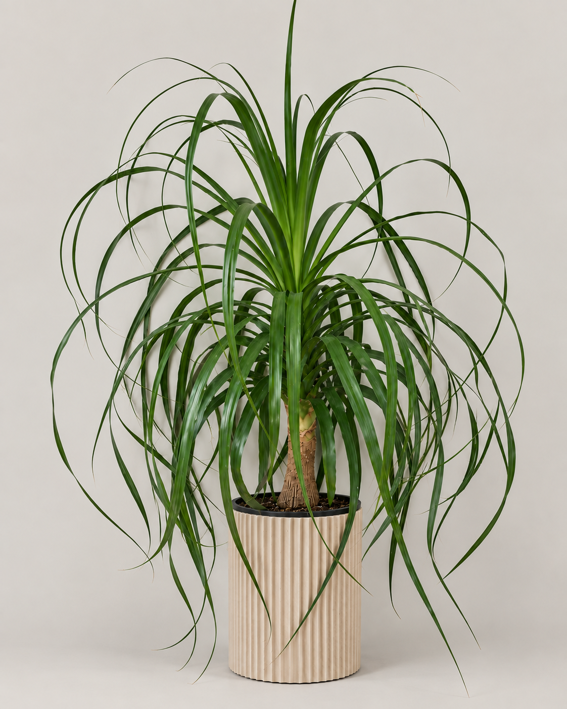 10" Ponytail Palm