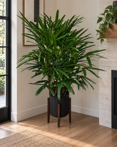 10" Rhapis Palm Premium