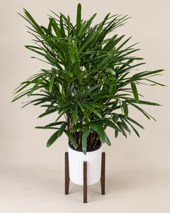 10" Rhapis Palm Premium