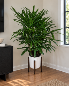 10" Rhapis Palm Premium