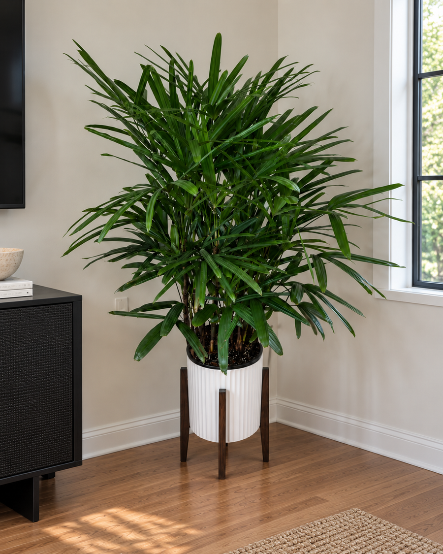 10" Rhapis Palm Premium