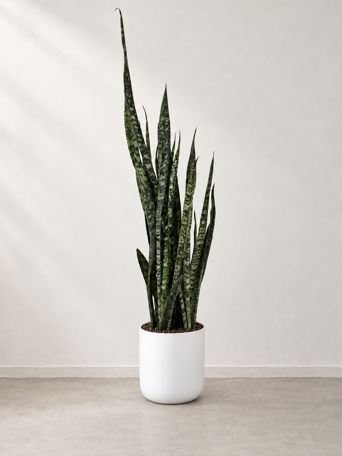 10" Snake Plant Peppermint