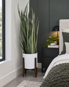 10" Snake Plant Bantel’s Sensation