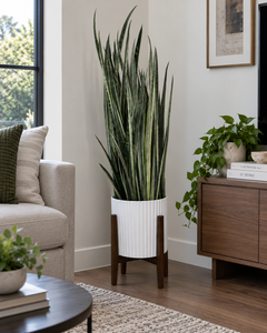10" Snake Plant Bantel’s Sensation