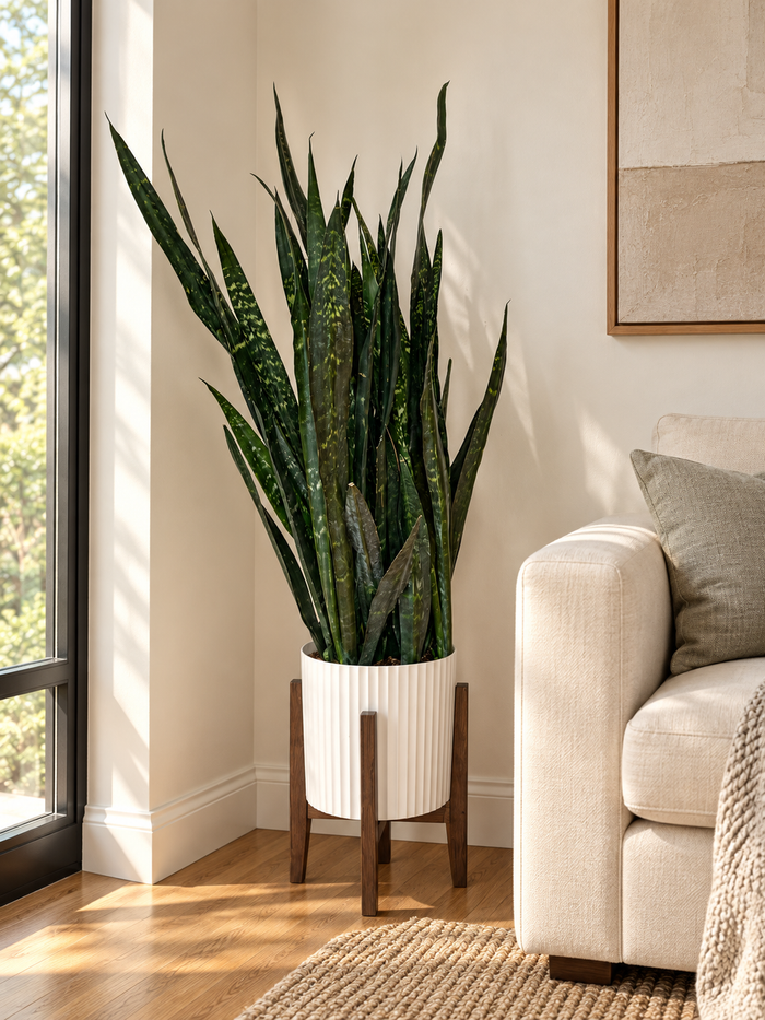 10" Snake Plant Carolina