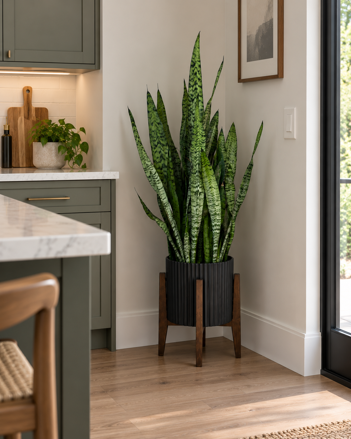 10-inch Snake Plant Coral 3 Feet Tall plant in a black planter