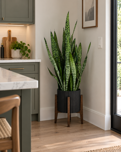 10-inch Snake Plant Coral 3 Feet Tall plant in a black planter