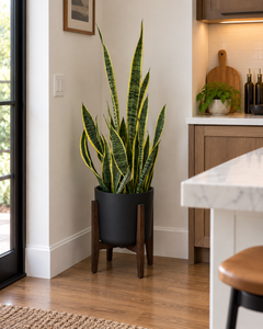 Snake Plant Golden Flame plant in a black planter