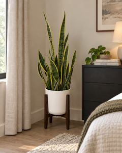 Snake Plant Golden Flame plant in a white planter