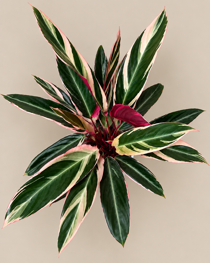 8" Stromanthe Triostar