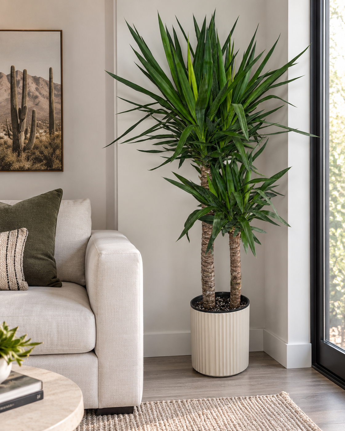 10-inch Yucca Cane plant in a living room