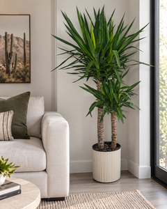 10-inch Yucca Cane plant in a living room