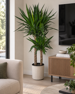 10-inch Yucca Cane plant in a living room