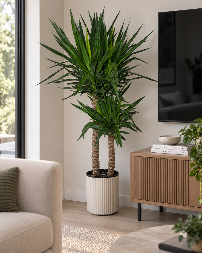 10" Yucca Cane
