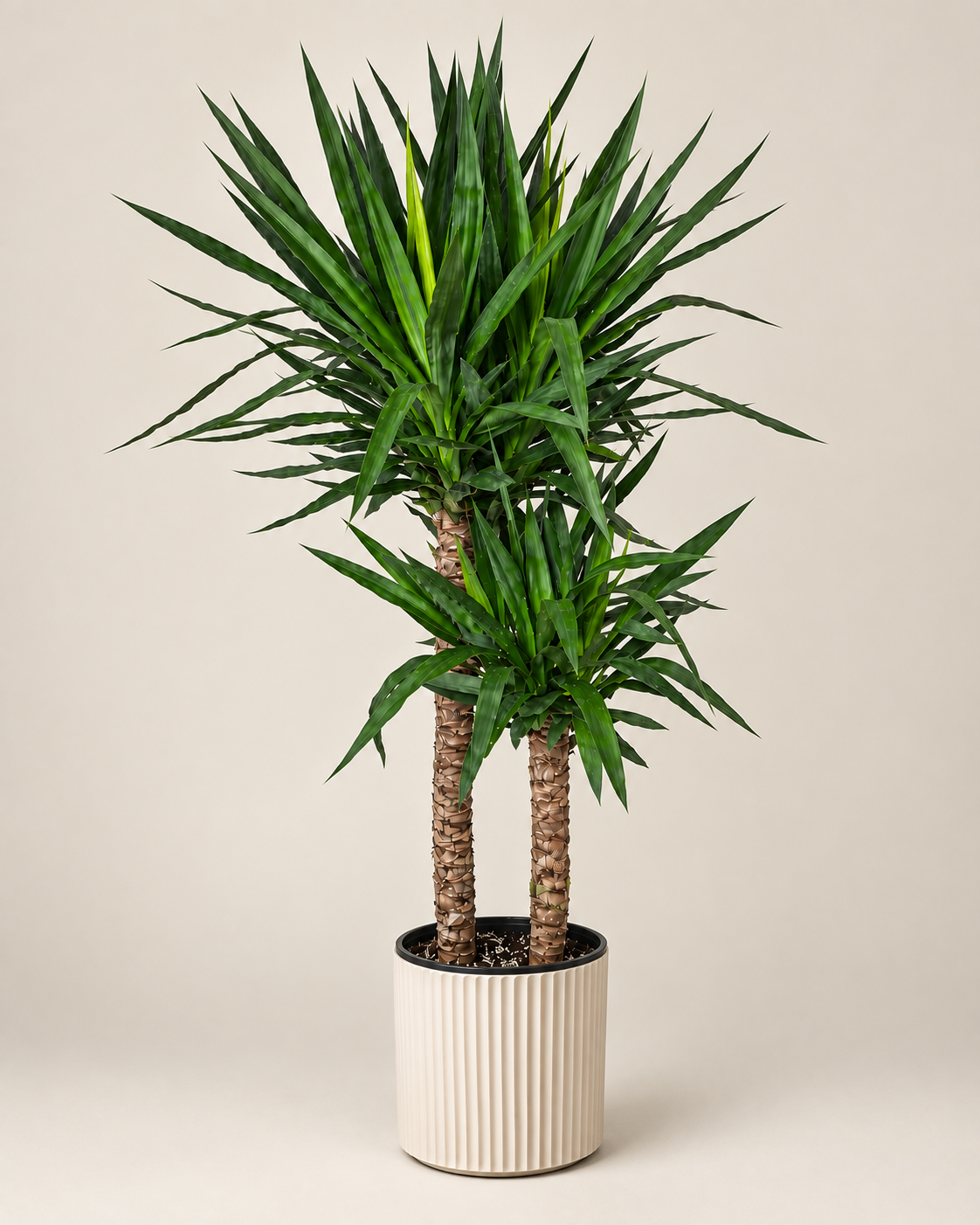 10-inch Yucca Cane plant against a neutral background