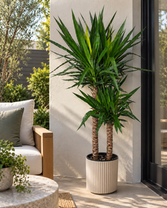 10-inch Yucca Cane plant in a patio