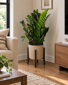 ZZ Plant in a sandstone planter