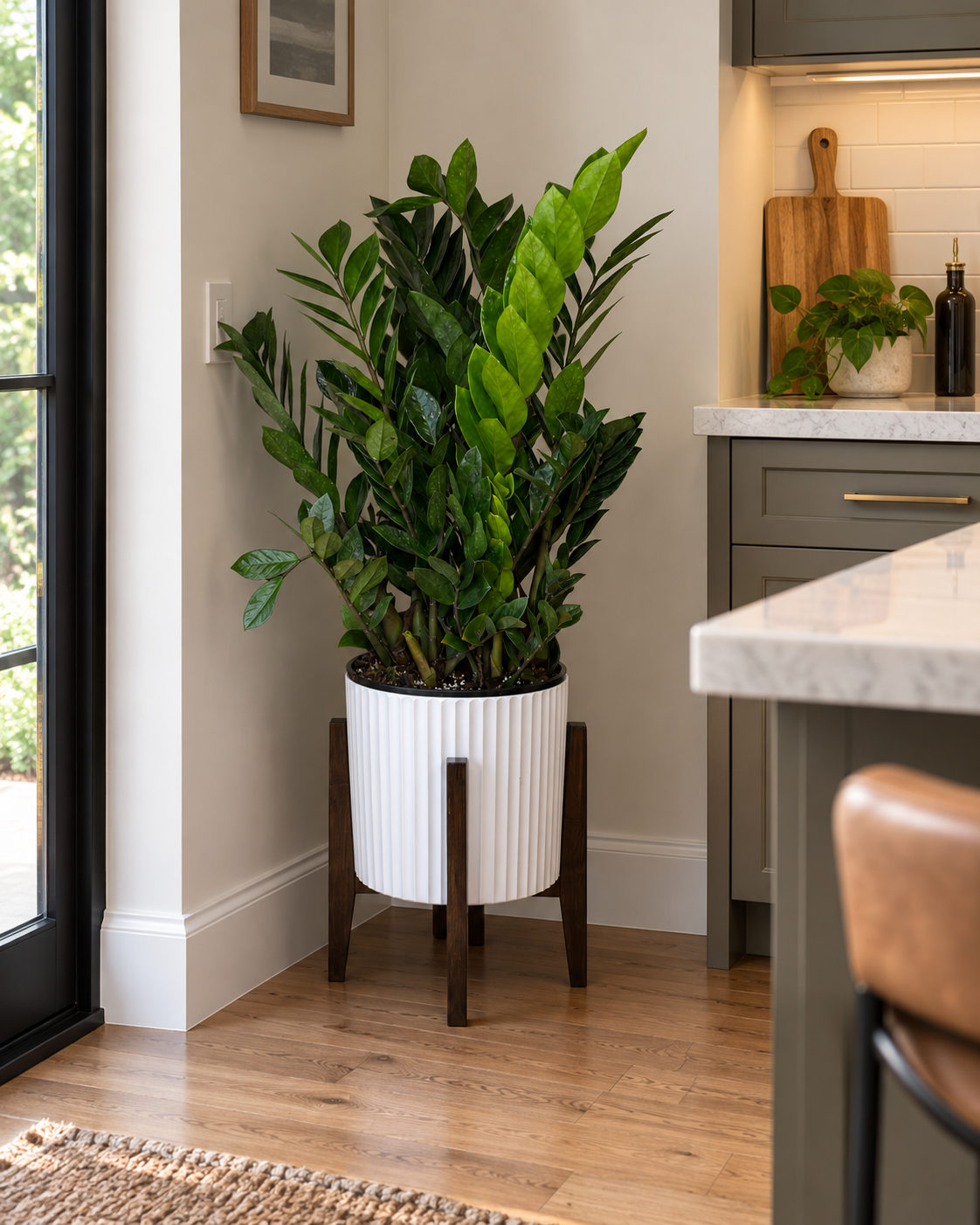 ZZ Plant in a white planter