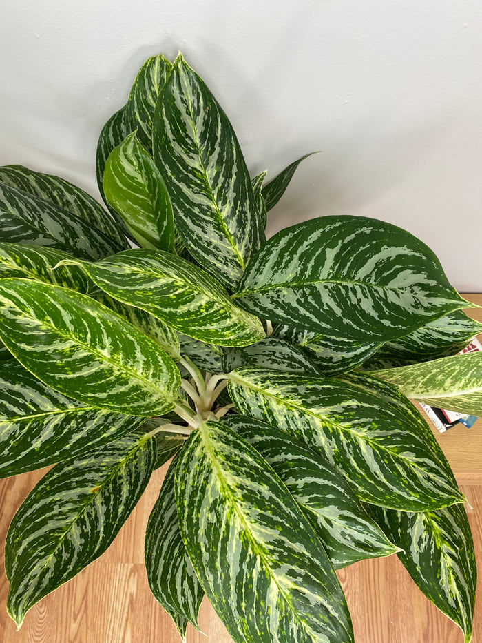 10" Aglaonema Golden Madonna