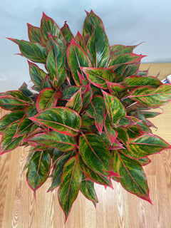 Aglaonema Jasper Jones standing 3 feet tall in a 10 inch grow pot with broad green and silver variegated leaves.