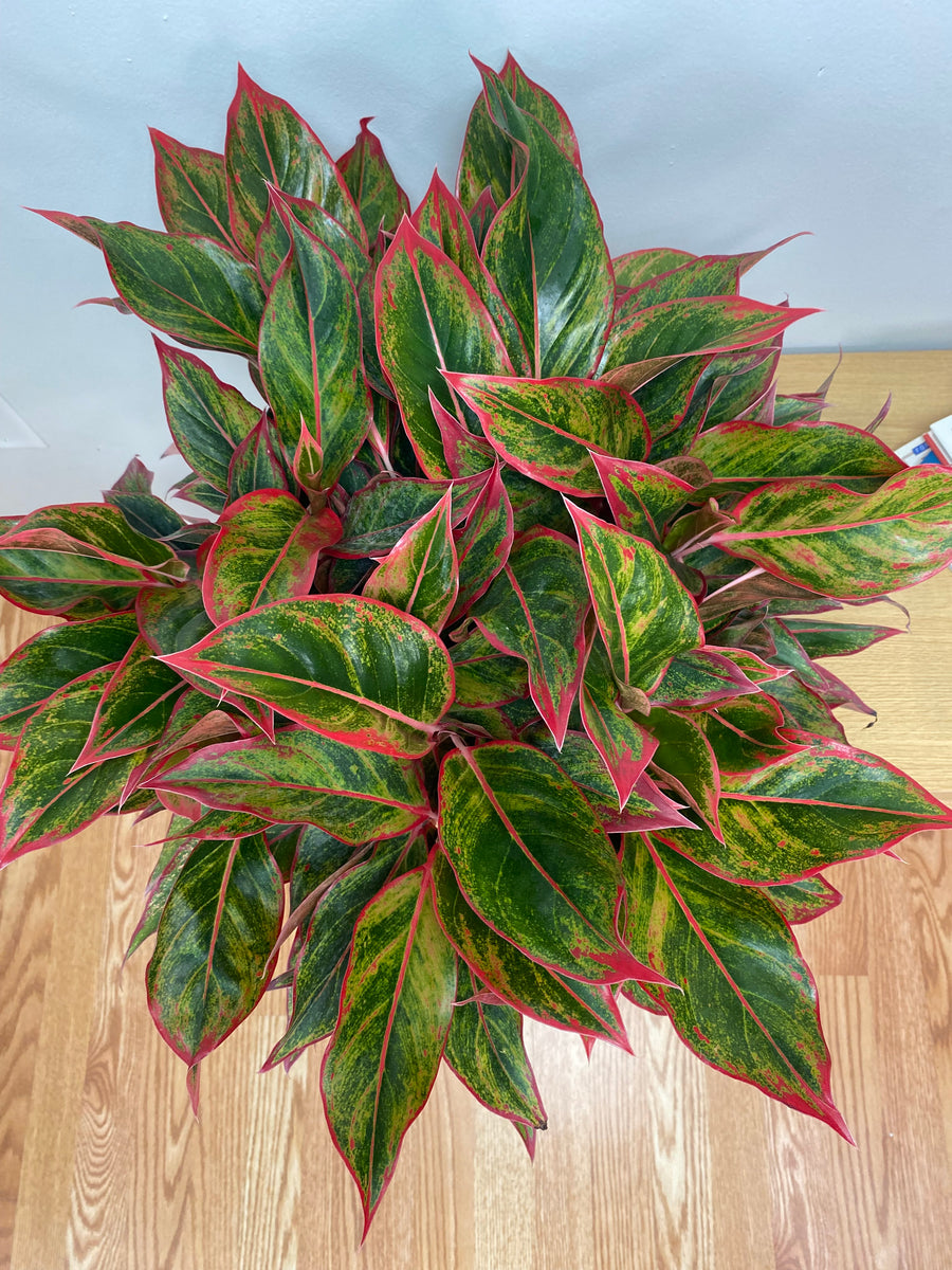 Aglaonema Jasper Jones standing 3 feet tall in a 10 inch grow pot with broad green and silver variegated leaves.