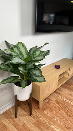 Aglaonema Silver Bay decorating a modern living room with lush silver and green foliage.