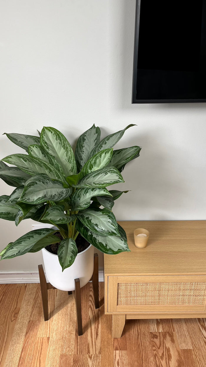 8" Aglaonema Silver Bay