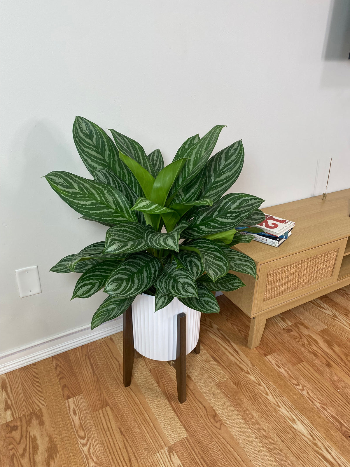 Aglaonema Stripes displayed in a modern living room with lush tropical foliage.