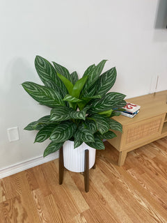 Aglaonema Stripes displayed in a modern living room with lush tropical foliage.