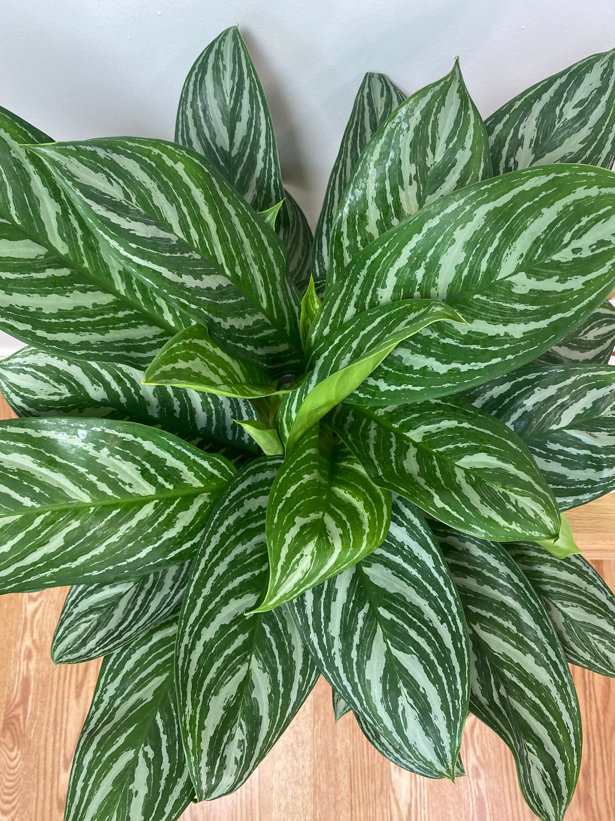 Overhead view of an Aglaonema Stripes houseplant showcasing its broad green leaves with distinctive light green and silver striped variegation.