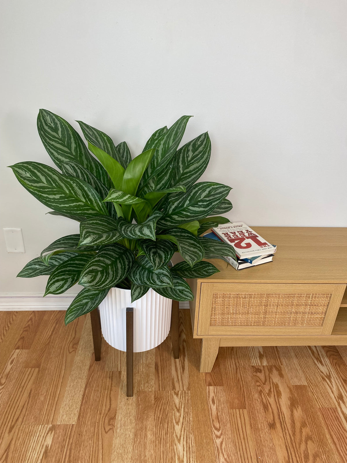 Aglaonema Stripes in an 8 inch grow pot with broad green leaves featuring light green and silver striped variegation.