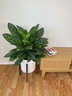 Aglaonema Stripes in an 8 inch grow pot with broad green leaves featuring light green and silver striped variegation.