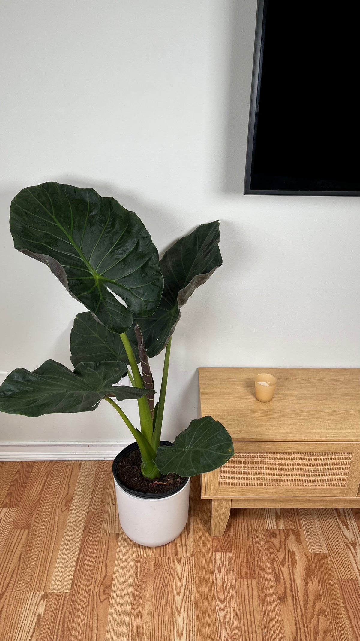 Alocasia Regal Shield Elephant Ear in a 10 inch grow pot with large deep green leaves and purple undersides.