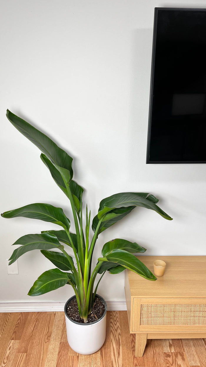 10" Bird of Paradise 4 Feet Tall