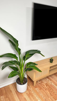Large Bird of Paradise decorating a modern living room with bold tropical foliage.