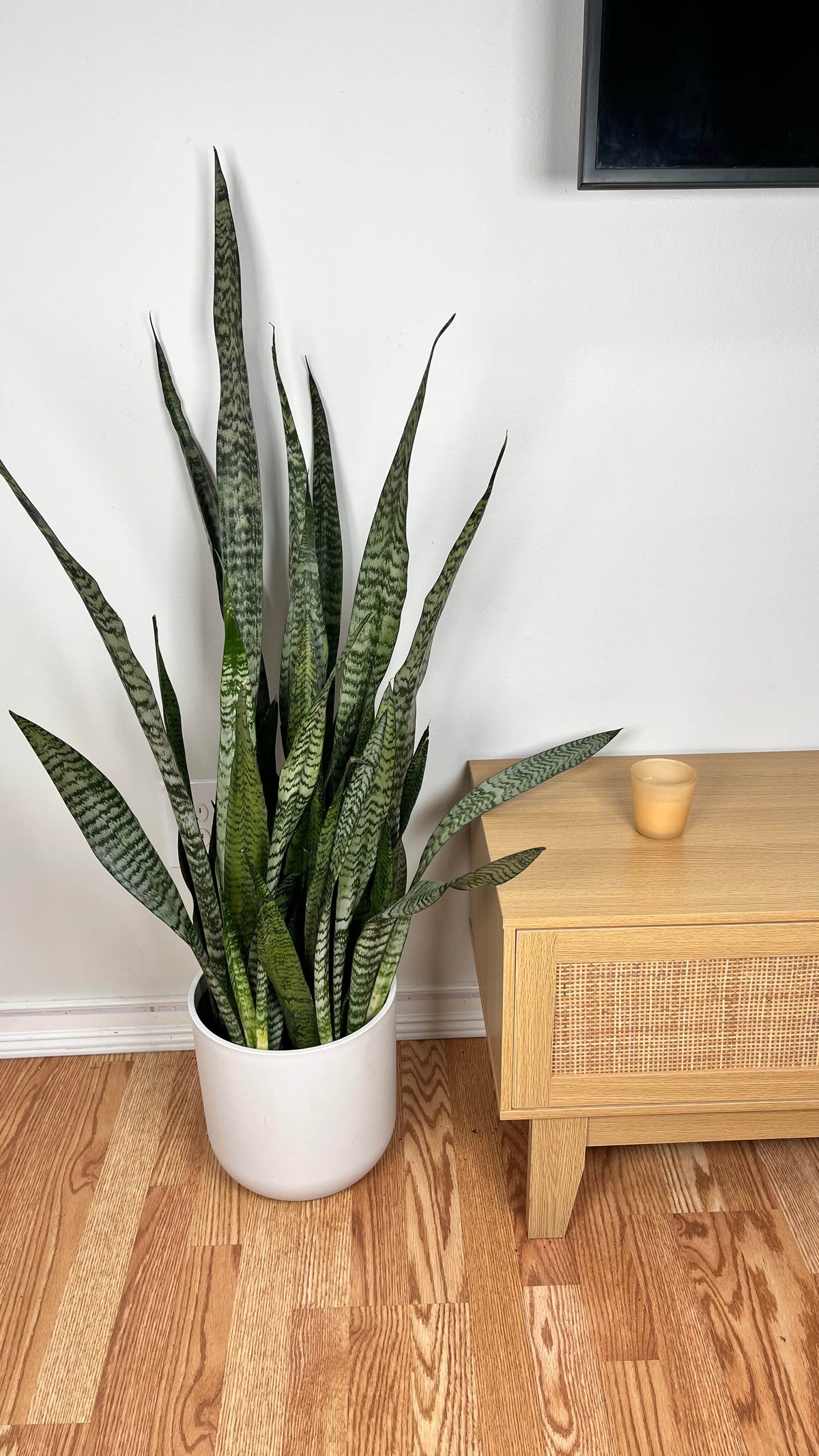 Black Coral Snake Plant standing 3 feet tall in an 8 inch grow pot with dark green upright foliage.