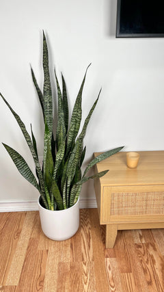 Black Coral Snake Plant standing 3 feet tall in an 8 inch grow pot with dark green upright foliage.
