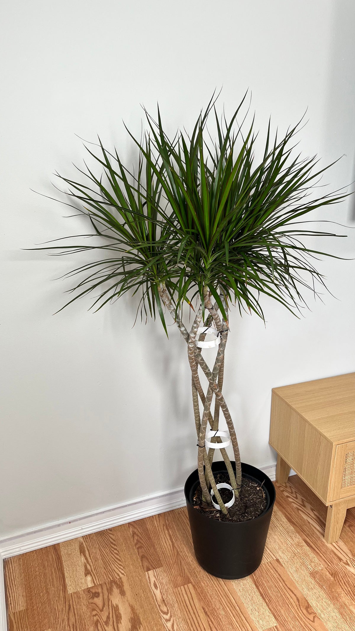 Tall 5-foot braided Dracaena Marginata plant with open weave braid from Joey's Houseplants, featuring slender green leaves and decorative trunk.