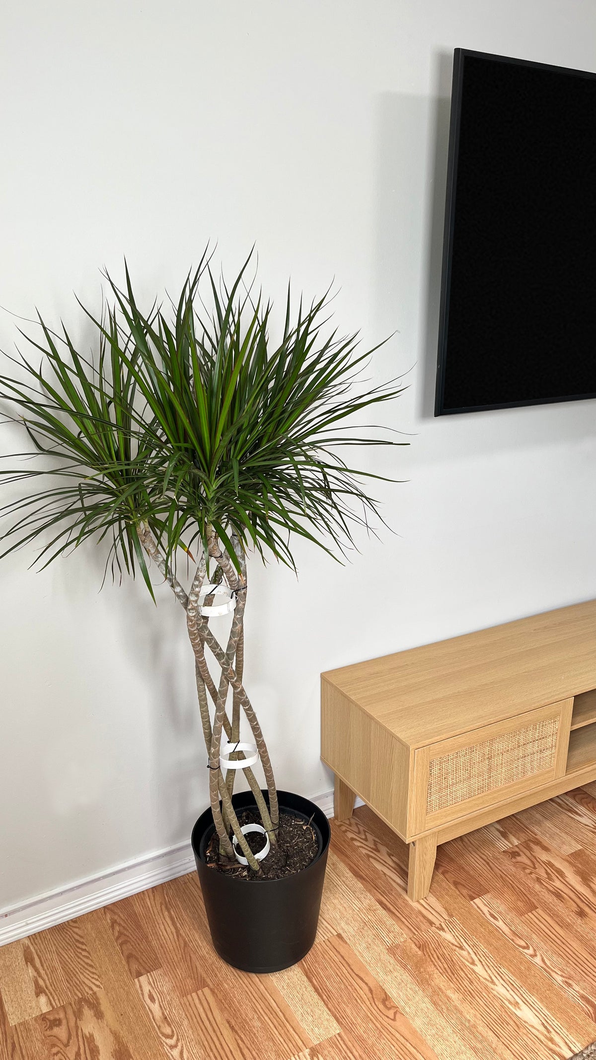 10-inch Dracaena Marginata plant with open weave braid, five feet tall, by Joey's Houseplants, showcasing lush green foliage and braided trunk.