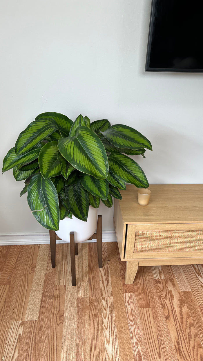 10" Calathea Beauty Star