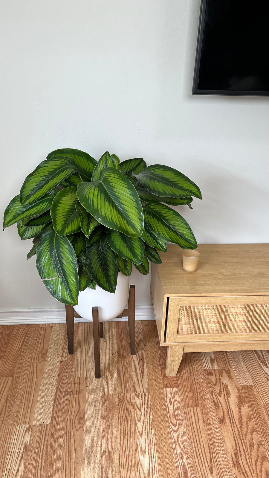 Calathea Beauty Star in a 10 inch grow pot with beautifully striped green leaves and deep purple undersides.