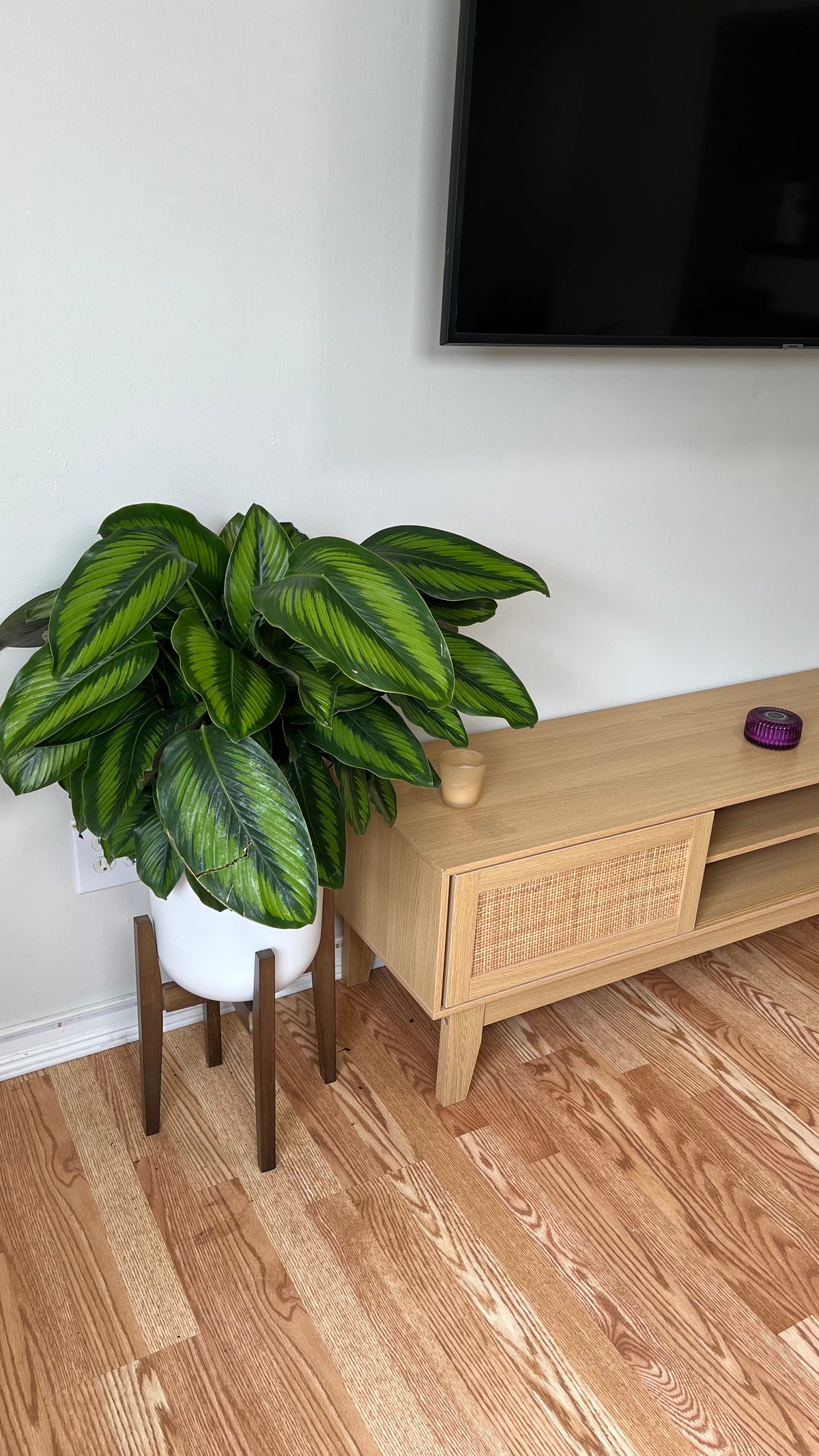 Calathea Beauty Star decorating a bright living room with vibrant tropical foliage.