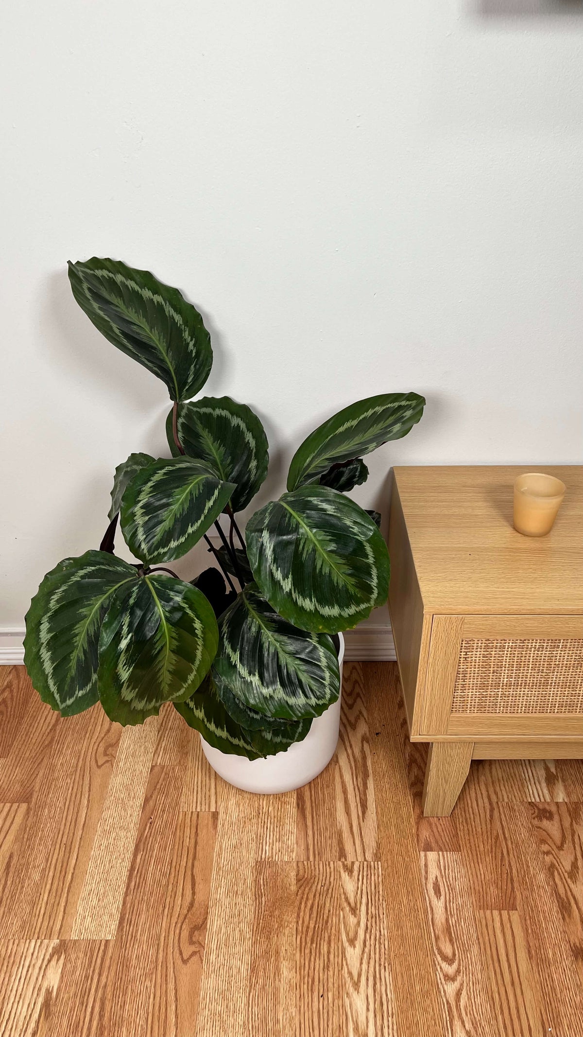 Calathea Medallion standing 2.5 feet tall in an 8 inch grow pot with large patterned green leaves and purple undersides.