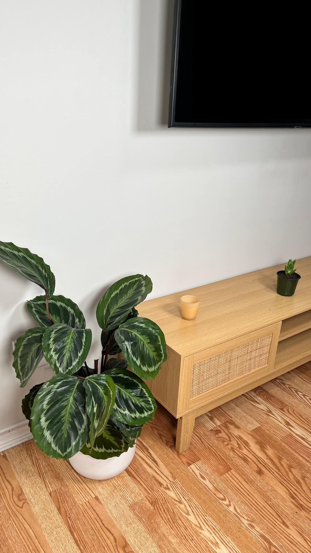 Calathea Medallion decorating a modern living room with lush tropical foliage.