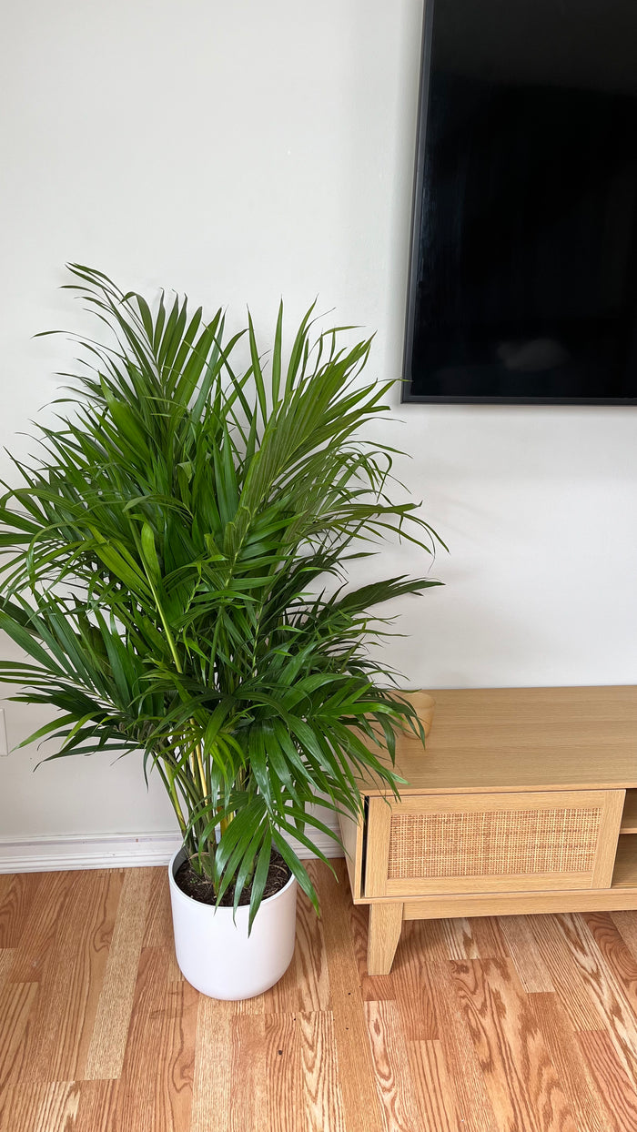 8" Cat Palm 4 Feet Tall